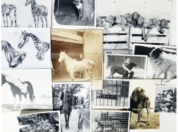 Vintage Photographs Of Animals And Plants 'Q'