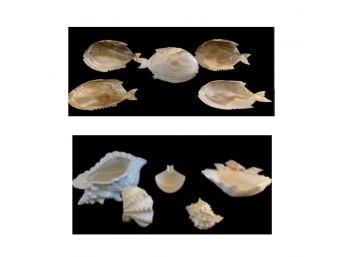 Oysters Shell Plates And Seashell Collection