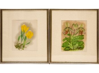 Set Of Two Framed Vintage Botanicals