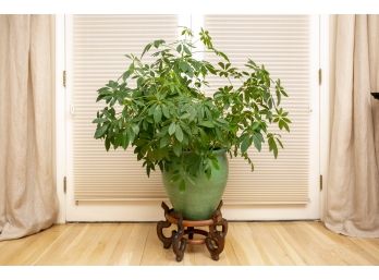 Large Live Plant With Green Planter And Antique Wooden Stand
