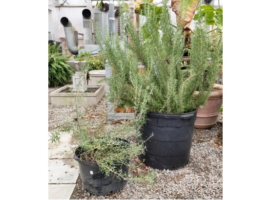 Rosemary - Large And Small!
