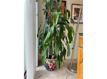 Large Plant In Colorful Pot - It's Real!