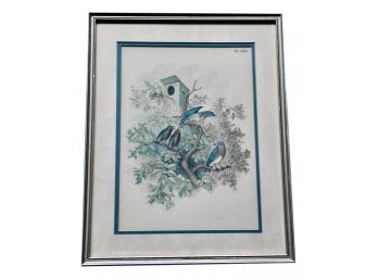 Antique Framed Bird Print - Plate XXIII