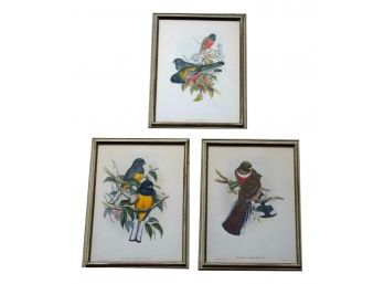 Set Of Three J. Gould Framed Bird Lithograph Prints