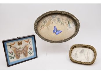 Antique Victorian Glass Wicker Butterfly Trays And Attacus Atlas Butterfly Framed Art