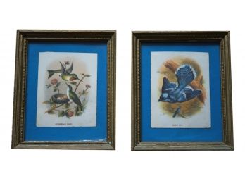 Set Of Two Framed Bird Pictures