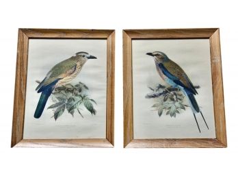 Pair Of J.G. Keulemans Lithograph Bird Prints