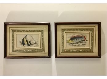 Pair Of Hand Colored Fish Engravings