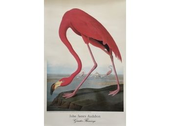 John Audubon - Greater Flamingo - Print - 1993