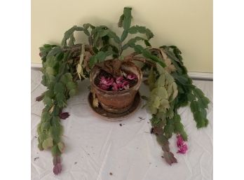 Christmas Cactus With Magenta Flowers