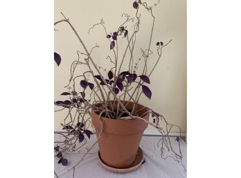 Plant With Purple And Green Leaves
