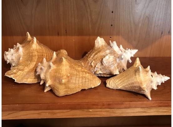 Four Conch Shells
