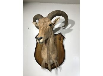 Large Vintage Taxidermy Head - Mountain Goat ? - Great Decorator Piece - Very Well Done