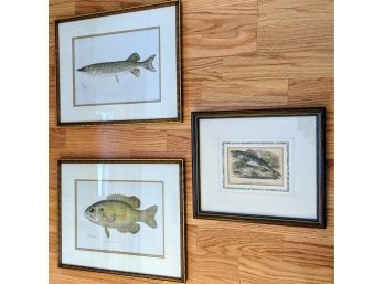 Three Classic Fish Biological Illustrations  Rock Bass, Pike (Sherman F. Denton- Illustrator) And Giant Perch