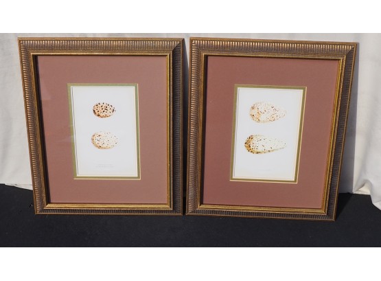 Seabird Eggs Prints Beautiful Frames