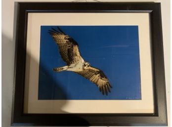 Framed Photo - Eye Of The Osprey