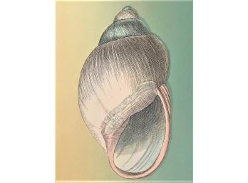 Seashell Line Etching Giclee On Watercolor Paper - Unframed