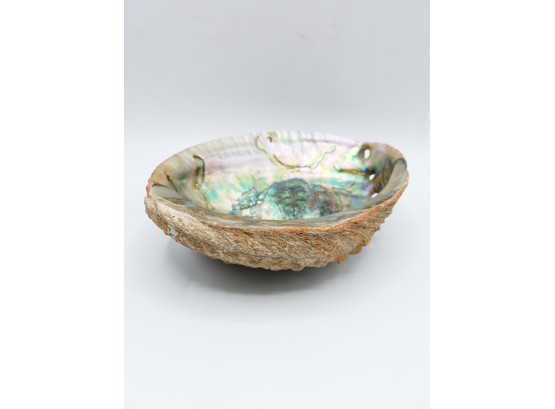 Large Natural Abolone Shell / Dish