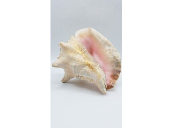 Large Vintage Pink Conch Shell