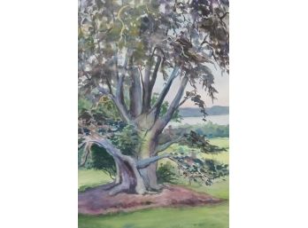 'Copper Beech' By ROSALIND MORRISSEY! Framed Watercolor