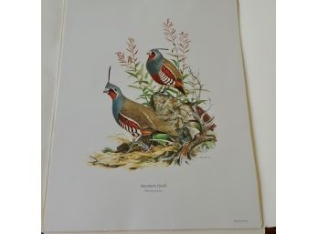 Ned Smith's Portfolio Of Game Birds