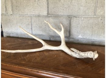 Antler From Unknown Animal