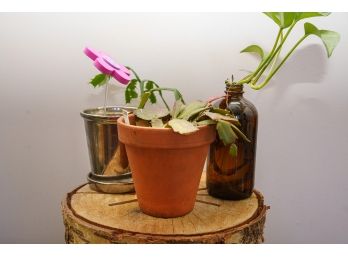 Plant Trio & Wood Log Pedestal