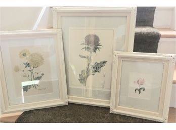 Three Framed Botanical Prints -one Signed