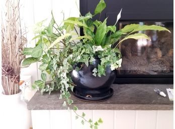 Live Peace Lily And Ivy Mixed Planter