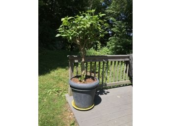 Two Large Trees In Large Pots - Ficus ? - Nice Live Trees - In Two Nice Pots VERY NICE !