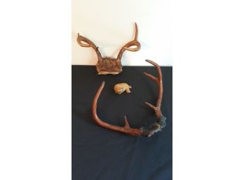Taxidermy Genuine Deer Antlers & Seal Fur Collectible