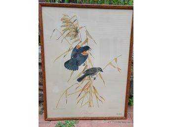 Antique Framed Red-Wing Black Bird Print From The National Audubon Society