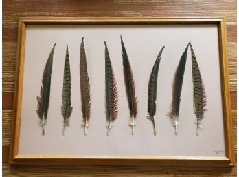 Framed Real Tail Feather Art