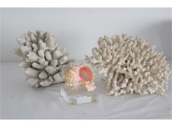 Two Nice Pieces Of Coral & A Seashell