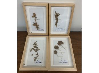 Four Framed Dried Plants