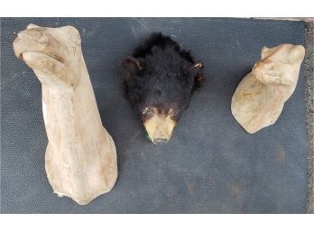 Lot Of (3) Taxidermy Head And Forms - See Pics For Closeups