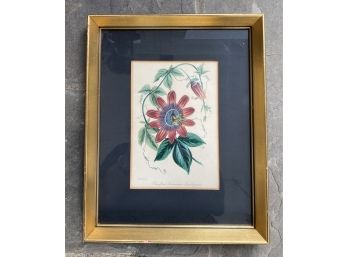 Antique Passion Flower Botanical Lithograph Framed & Matted 12' X 9'