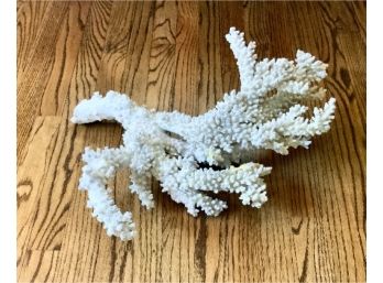 Very Large Piece Of Coral