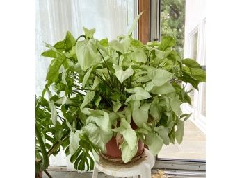 Leafy Houseplant In Planter