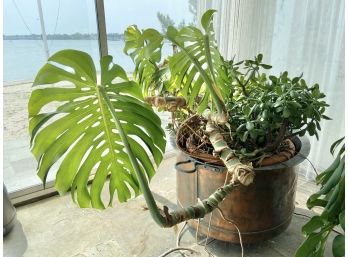 Hammered Metal Planter With Monstera And Jade Plant