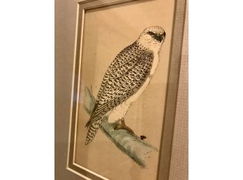 Antique Framed And Matted Owl Engraving