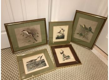 5 Framed And Matted Bird Pictures