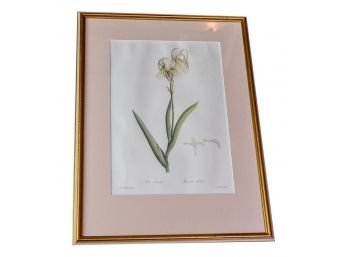 Pierre-Joseph Redouté Framed Botanical 'Iris Sverti' Langlois Sculp