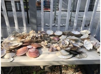 Gigantic Shell Collection - Lots Of Interesting Pieces - You Will Need To Bring Packing