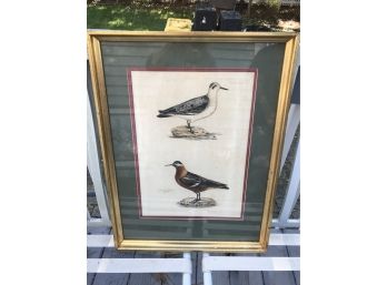 Bird Print