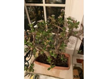 Live Jade Plant - Currently Blooming