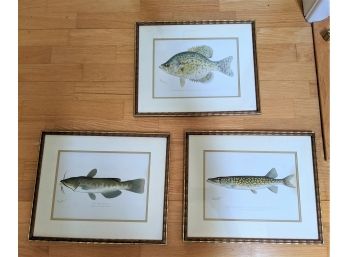 Set Of 3 Beautiful Antique Biological Illustrations Fish Prints By S.F. Denton