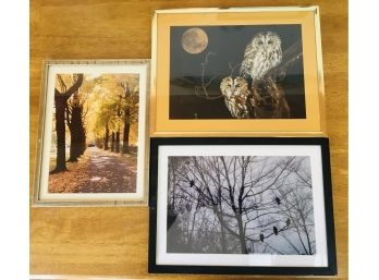 3 Nature Photographs In Frames