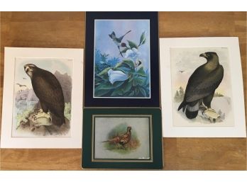 Bird Art Lot - 2 Prints From Studer's Popular Ornithology The Birds Of North America 1881