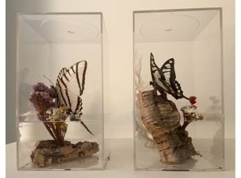 Preserved Butterfly 3D Art Boxes